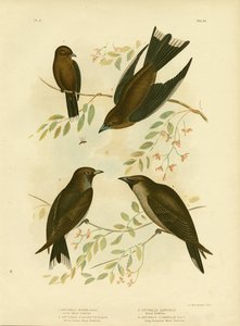 リトルウッドスワロー、1891 作： Gracius Broinowski